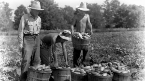 Japanese American men farming at Rohwer Camp